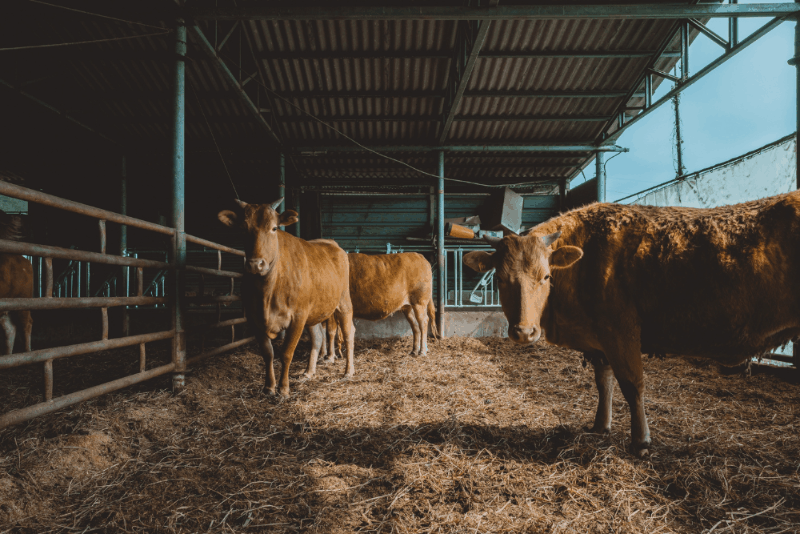Báscula para pesar ganado: Todo lo que necesitas saber para optimizar tu producción pecuaria 1 1 3 1