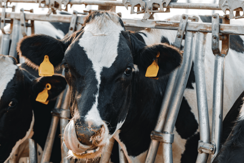Báscula para pesar ganado: Todo lo que necesitas saber para optimizar tu producción pecuaria 2 2 3 1