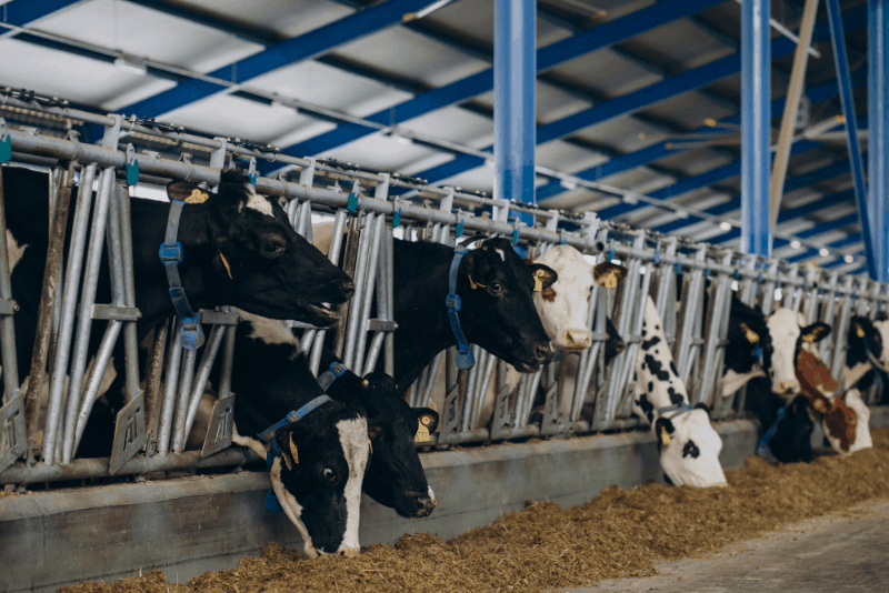 Báscula para pesar ganado: Todo lo que necesitas saber para optimizar tu producción pecuaria 3 3 3 1