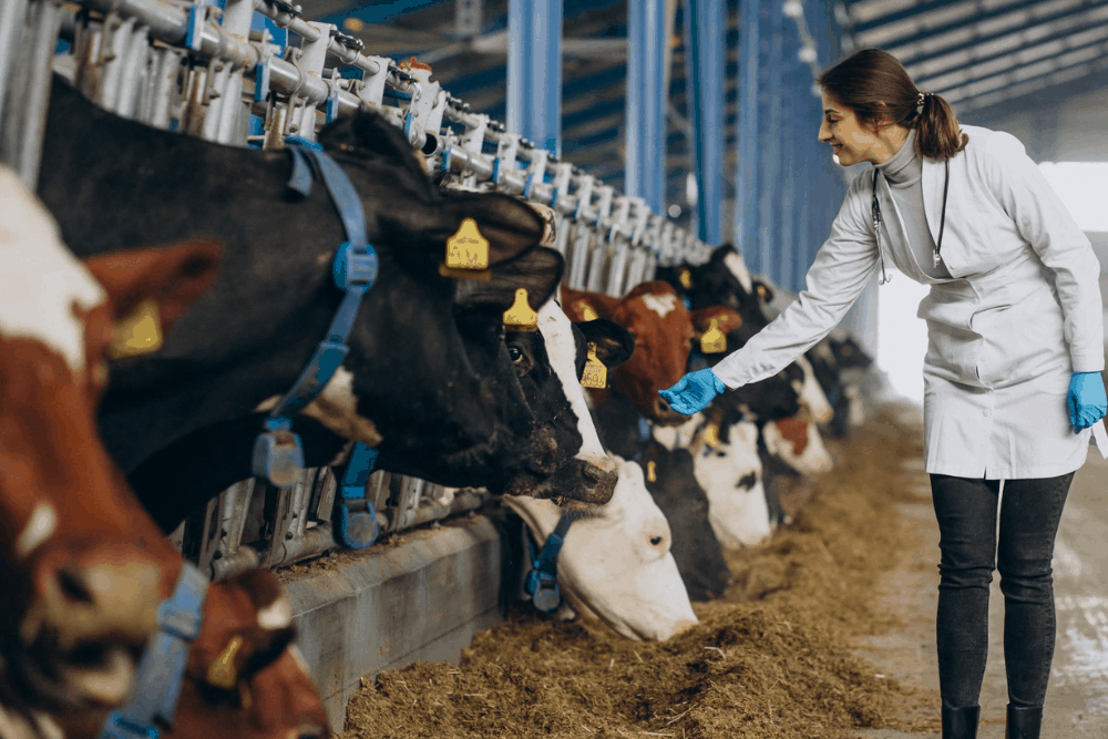 La importancia de las balanzas veterinarias en el cuidado animal 2 importancia balanzas para animales 2