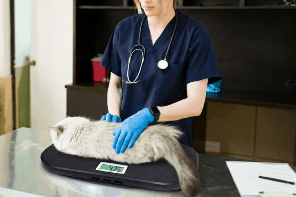 La importancia de las balanzas veterinarias en el cuidado animal 1 importancia balanzas para animales